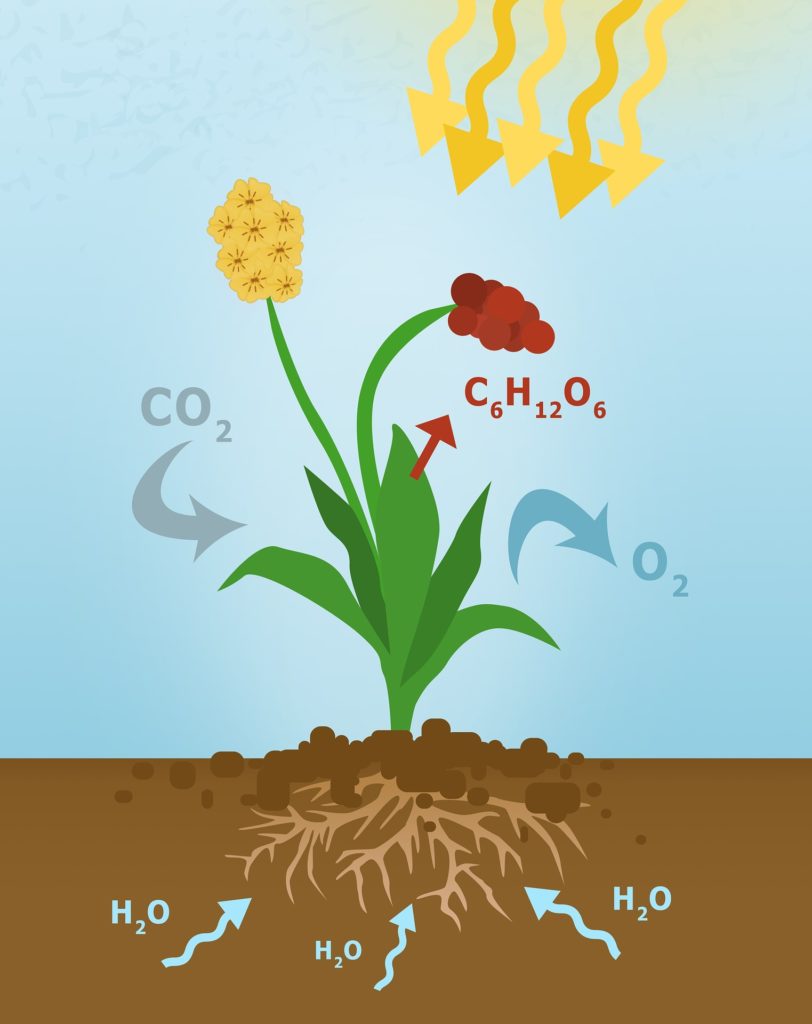 plant secondary metabolite