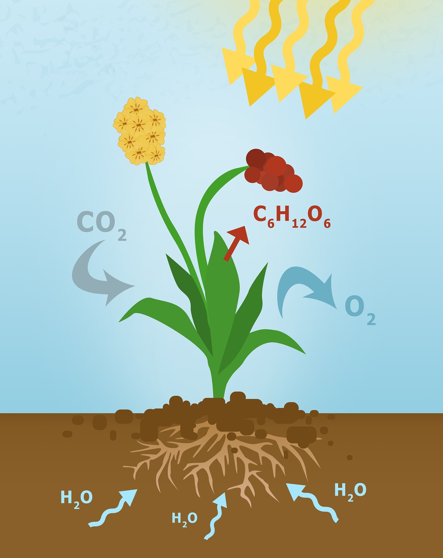 plant-secondary-metabolites-plant-extracts-manufacturer