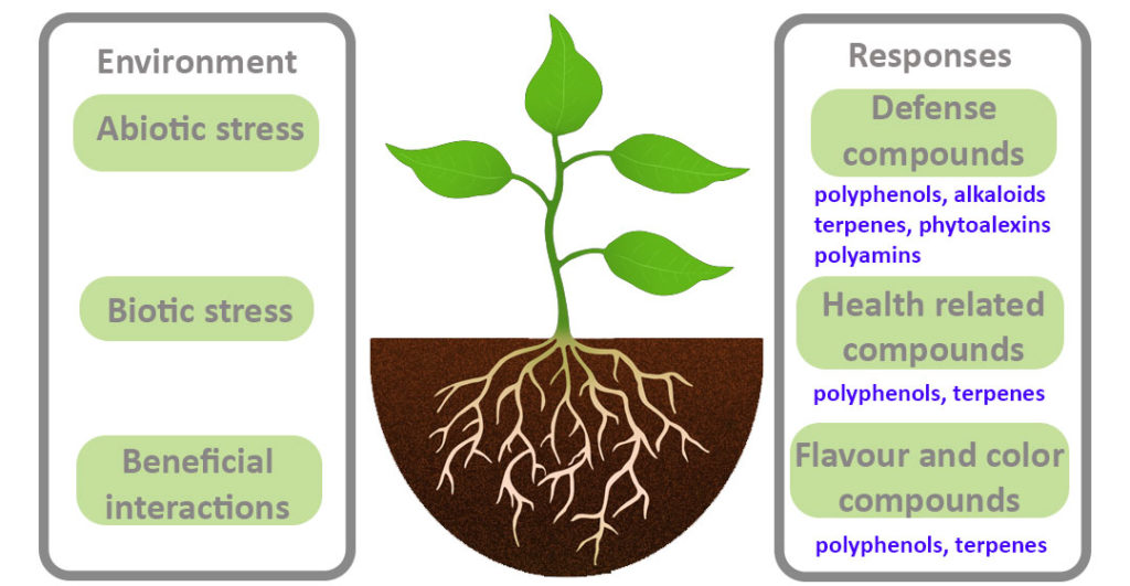 For The Health Benefits Of Phytochemicals, 